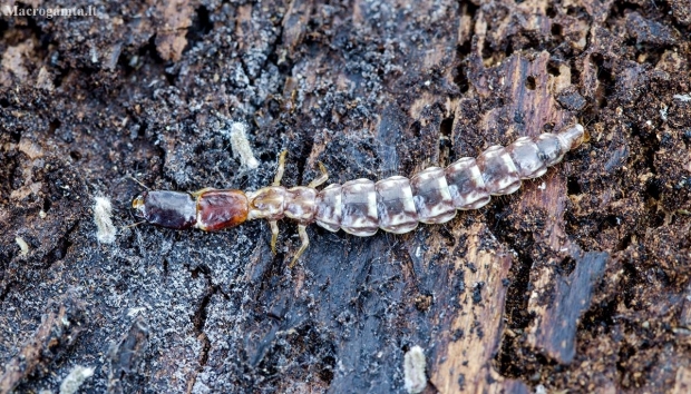 Snakefly - Raphidia sp., larva | Fotografijos autorius : Kazimieras Martinaitis | © Macronature.eu | Macro photography web site