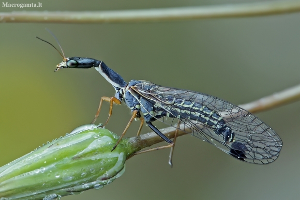 Snakefly - Raphidia sp. | Fotografijos autorius : Gintautas Steiblys | © Macronature.eu | Macro photography web site