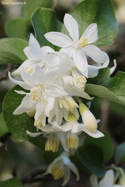 Snowdrop bush - Styrax officinalis | Fotografijos autorius : Gintautas Steiblys | © Macronature.eu | Macro photography web site