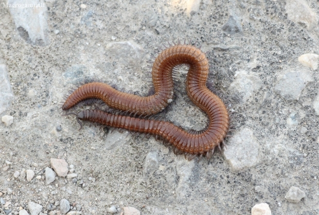 Soil centipede - Orya barbarica | Fotografijos autorius : Vytautas Tamutis | © Macronature.eu | Macro photography web site