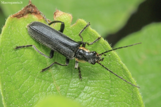 Soldier beetle - Cantharis obscura | Fotografijos autorius : Gintautas Steiblys | © Macronature.eu | Macro photography web site