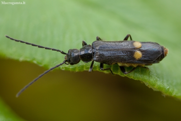 Soldier beetle - Malthodes sp. ♀ | Fotografijos autorius : Žilvinas Pūtys | © Macrogamta.lt | Šis tinklapis priklauso bendruomenei kuri domisi makro fotografija ir fotografuoja gyvąjį makro pasaulį.