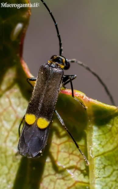 Soldier beetle - Malthodes sp.  | Fotografijos autorius : Oskaras Venckus | © Macronature.eu | Macro photography web site