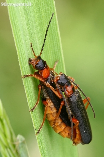 Soldier beetles - Cantharis flavilabris | Fotografijos autorius : Gintautas Steiblys | © Macronature.eu | Macro photography web site