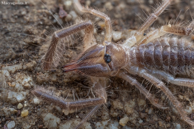 Solifuge - Galeodes araneoides, juv. | Fotografijos autorius : Žilvinas Pūtys | © Macronature.eu | Macro photography web site