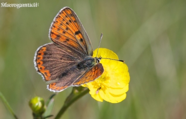 Tamsusis auksinukas - Lycaena tityrus (patelė) | Fotografijos autorius : Gediminas Gražulevičius | © Macronature.eu | Macro photography web site