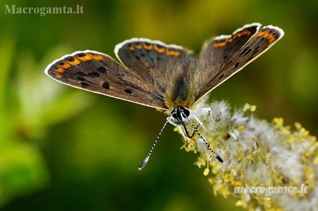 Tamsusis auksinukas - Lycaena tityrus  | Fotografijos autorius : Gintautas Steiblys | © Macronature.eu | Macro photography web site