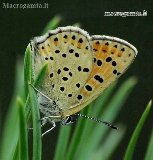 Tamsusis auksinukas - Lycaena tityrus | Fotografijos autorius : Romas Ferenca | © Macronature.eu | Macro photography web site