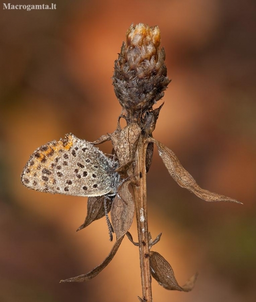 Sooty copper - Lycaena tityrus | Fotografijos autorius : Žilvinas Pūtys | © Macrogamta.lt | Šis tinklapis priklauso bendruomenei kuri domisi makro fotografija ir fotografuoja gyvąjį makro pasaulį.