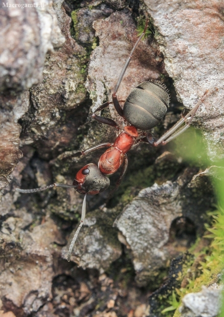 Southern Red Wood Ant - Formica rufa | Fotografijos autorius : Gintautas Steiblys | © Macronature.eu | Macro photography web site