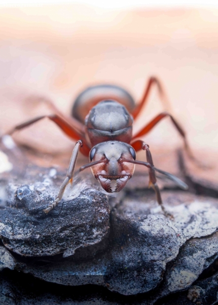 Southern red wood ant - Formica rufa | Fotografijos autorius : Mindaugas Leliunga | © Macronature.eu | Macro photography web site