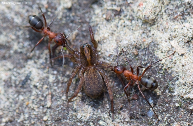Rudoji miško skruzdėlė - Formica rufa | Fotografijos autorius : Zita Gasiūnaitė | © Macronature.eu | Macro photography web site