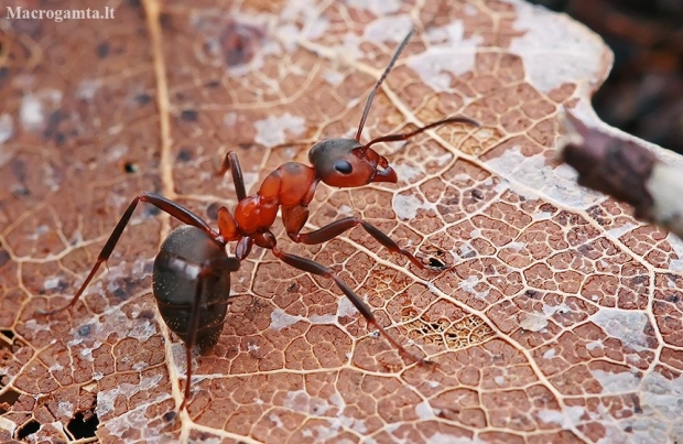 Southern red wood ant - Formica rufa | Fotografijos autorius : Gintautas Steiblys | © Macronature.eu | Macro photography web site