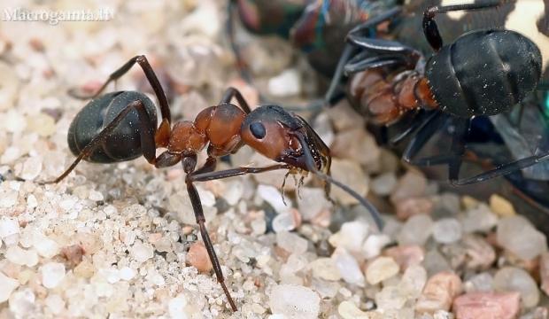 Rudosios miško skruzdėlės - Formica rufa  | Fotografijos autorius : Gintautas Steiblys | © Macronature.eu | Macro photography web site