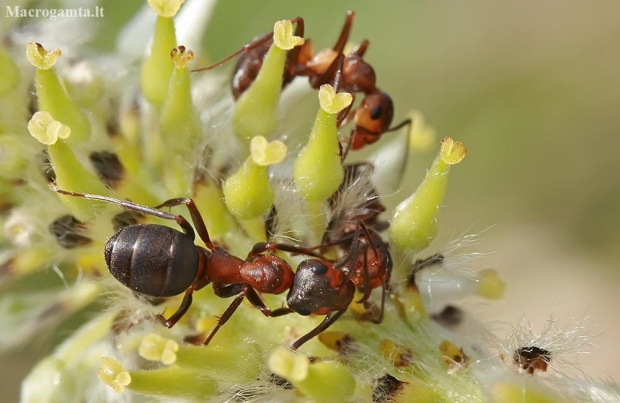 Southern red wood ants - Formica rufa | Fotografijos autorius : Gintautas Steiblys | © Macronature.eu | Macro photography web site
