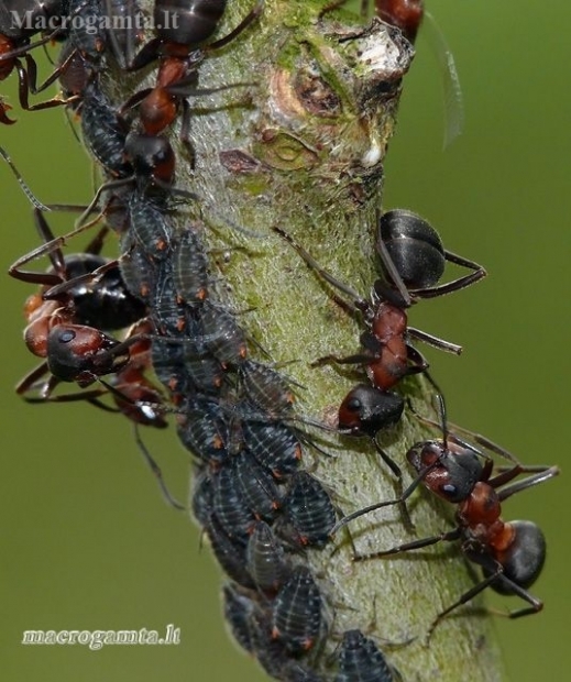 Rudoji miško skruzdėlės - Formica rufa | Fotografijos autorius : Darius Baužys | © Macronature.eu | Macro photography web site