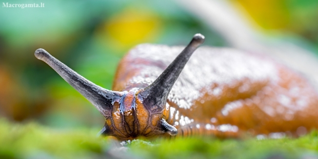 Spanish Slug - Arion vulgaris | Fotografijos autorius : Oskaras Venckus | © Macronature.eu | Macro photography web site