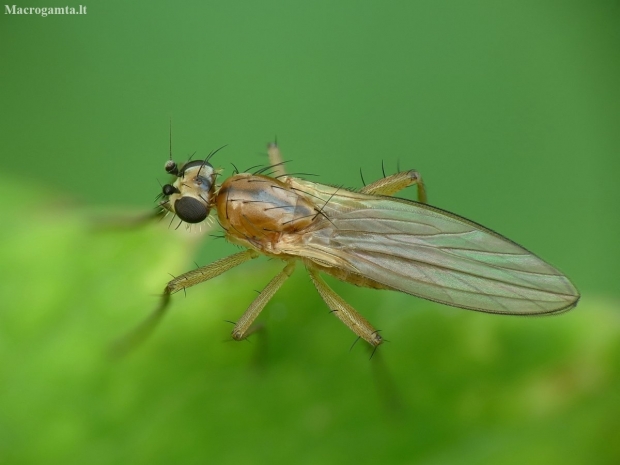 Spear-winged Fly - Lonchoptera sp. | Fotografijos autorius : Vidas Brazauskas | © Macronature.eu | Macro photography web site