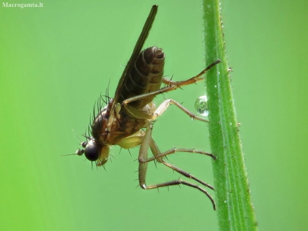 Spear-winged fly - Lonchoptera sp. | Fotografijos autorius : Vidas Brazauskas | © Macronature.eu | Macro photography web site