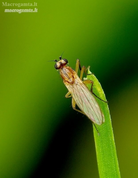 Spear-winged fly - Lonchoptera sp. | Fotografijos autorius : Romas Ferenca | © Macronature.eu | Macro photography web site