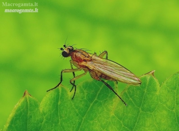 Spear-winged fly - Lonchoptera sp. | Fotografijos autorius : Romas Ferenca | © Macronature.eu | Macro photography web site