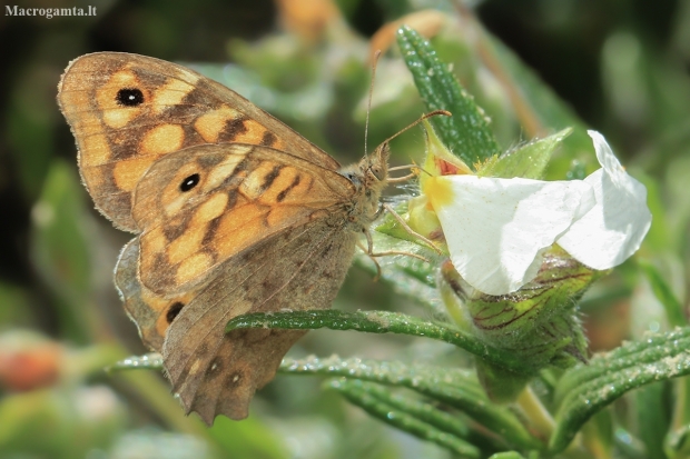 Margasis satyras - Pararge aegeria | Fotografijos autorius : Gintautas Steiblys | © Macronature.eu | Macro photography web site