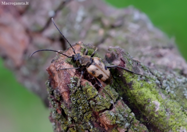 Speckled longhorn beetle - Pachytodes cerambyciformis | Fotografijos autorius : Romas Ferenca | © Macronature.eu | Macro photography web site