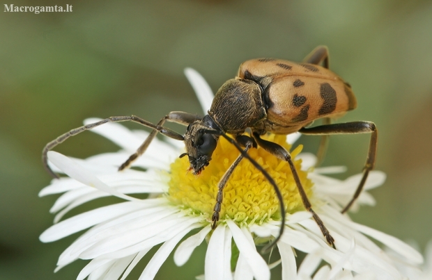 Speckled longhorn beetle - Pachytodes cerambyciformis | Fotografijos autorius : Gintautas Steiblys | © Macronature.eu | Macro photography web site