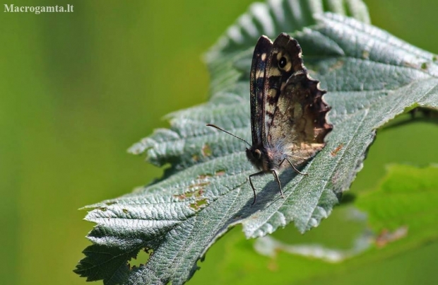 Speckled wood - Pararge aegeria | Fotografijos autorius : Ramunė Činčikienė | © Macronature.eu | Macro photography web site