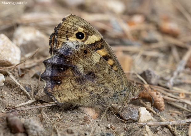 Speckled wood - Pararge aegeria | Fotografijos autorius : Žilvinas Pūtys | © Macronature.eu | Macro photography web site