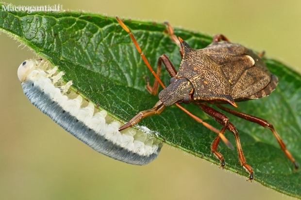 Spiked shieldbug - Picromerus bidens  | Fotografijos autorius : Gintautas Steiblys | © Macronature.eu | Macro photography web site