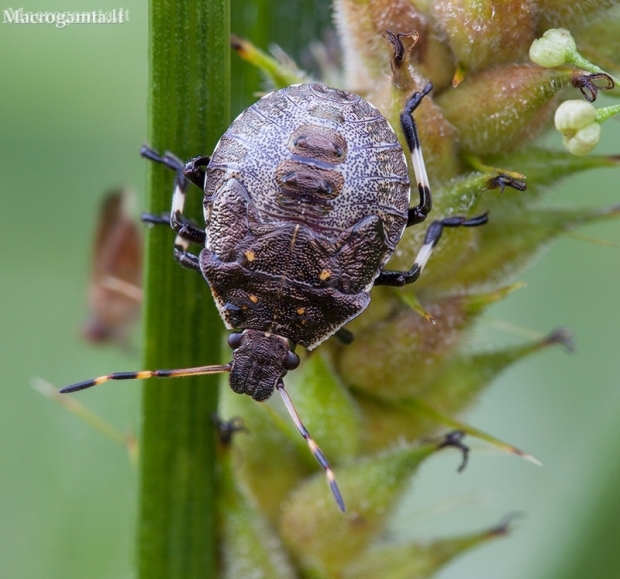 Spiked shieldbug - Picromerus bidens, nymph | Fotografijos autorius : Žilvinas Pūtys | © Macronature.eu | Macro photography web site