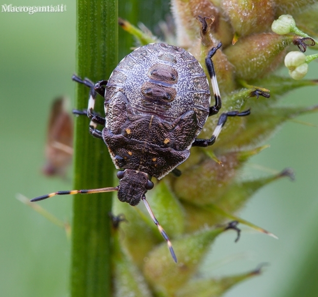 Dvispyglė skydblakė - Picromerus bidens, nimfa | Fotografijos autorius : Žilvinas Pūtys | © Macronature.eu | Macro photography web site