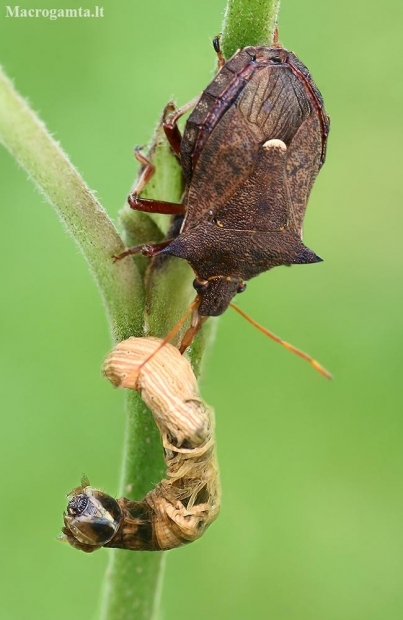 Spiked shieldbug - Picromerus bidens | Fotografijos autorius : Gintautas Steiblys | © Macronature.eu | Macro photography web site