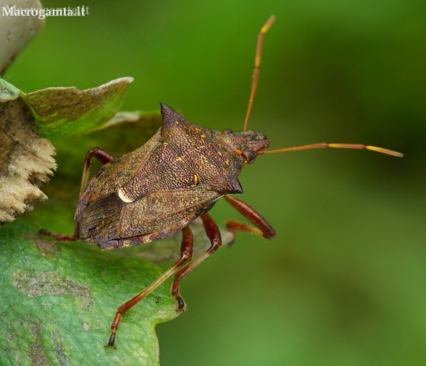 Spiked shieldbug - Picromerus bidens | Fotografijos autorius : Romas Ferenca | © Macronature.eu | Macro photography web site