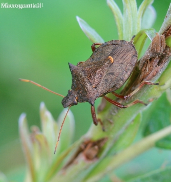 Spiked shieldbug - Picromerus bidens | Fotografijos autorius : Gediminas Gražulevičius | © Macronature.eu | Macro photography web site