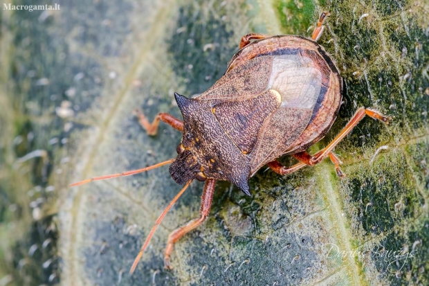 Spiked shieldbug | Fotografijos autorius : Darius Baužys | © Macronature.eu | Macro photography web site