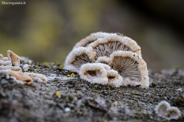 Paprastoji alksniabudė | Schizophyllum commune | Fotografijos autorius : Darius Baužys | © Macronature.eu | Macro photography web site
