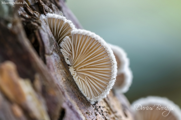  Paprastoji alksniabudė | Schizophyllum commune | Fotografijos autorius : Darius Baužys | © Macronature.eu | Macro photography web site