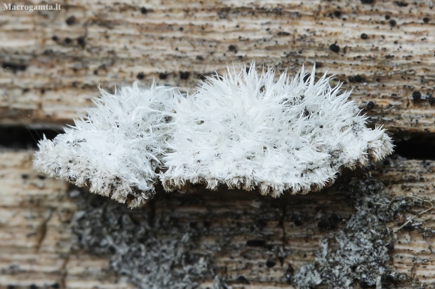 Splitgill mushroom - Schizophyllum commune | Fotografijos autorius : Gintautas Steiblys | © Macronature.eu | Macro photography web site