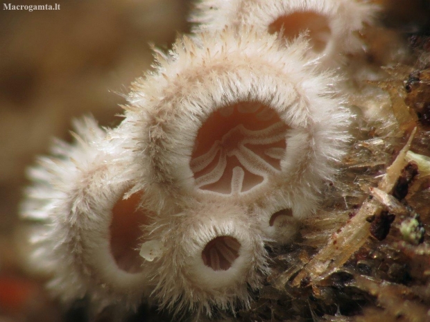 Paprastoji alksniabudė - Schizophyllum commune | Fotografijos autorius : Vidas Brazauskas | © Macronature.eu | Macro photography web site