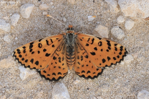 Spotted Fritillary - Melitaea didyma | Fotografijos autorius : Gintautas Steiblys | © Macronature.eu | Macro photography web site