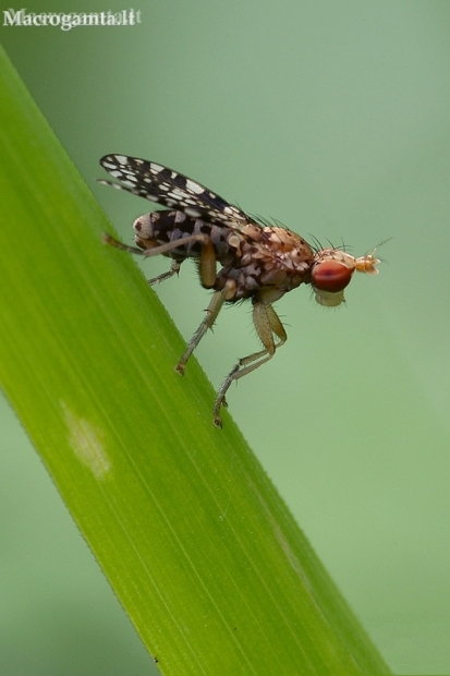 Spotted Marsh Fly - Trypetoptera punctulata  | Fotografijos autorius : Vilius Grigaliūnas | © Macronature.eu | Macro photography web site
