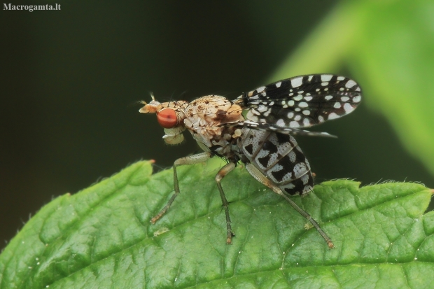 Spotted Marsh Fly - Trypetoptera punctulata | Fotografijos autorius : Gintautas Steiblys | © Macronature.eu | Macro photography web site