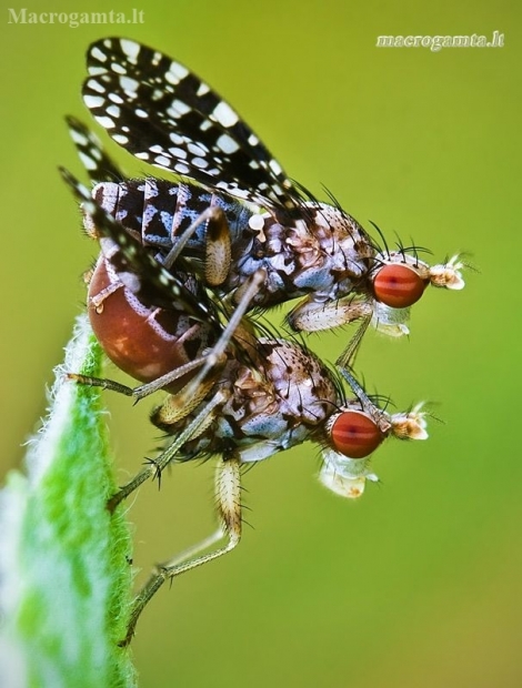 Spotted Marsh Fly - Trypetoptera punctulata | Fotografijos autorius : Lukas Jonaitis | © Macronature.eu | Macro photography web site