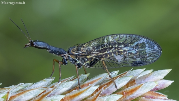Spotted Snake-fly - Phaeostigma notata ♂ | Fotografijos autorius : Žilvinas Pūtys | © Macronature.eu | Macro photography web site
