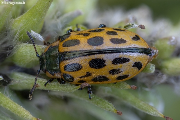 Spotted Willow Leaf Beetle - Chrysomela vigintipunctata | Fotografijos autorius : Žilvinas Pūtys | © Macronature.eu | Macro photography web site