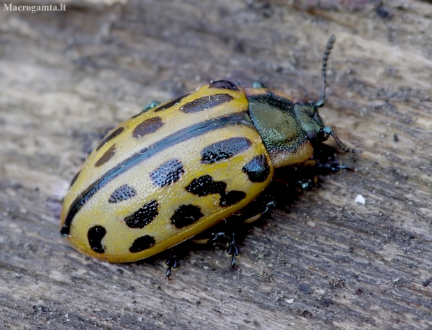 Spotted Willow Leaf Beetle - Chrysomela vigintipunctata | Fotografijos autorius : Romas Ferenca | © Macronature.eu | Macro photography web site