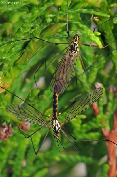 Spotted cranefly - Nephrotoma appendiculata | Fotografijos autorius : Gintautas Steiblys | © Macronature.eu | Macro photography web site