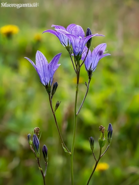 Pievinis katilėlis - Campanula patula | Fotografijos autorius : Oskaras Venckus | © Macronature.eu | Macro photography web site